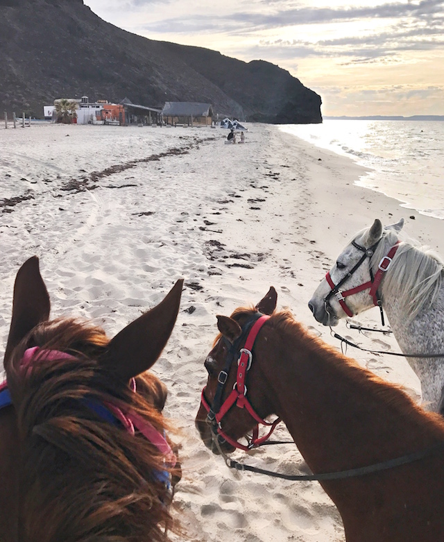 playa-de-la-paz-horse