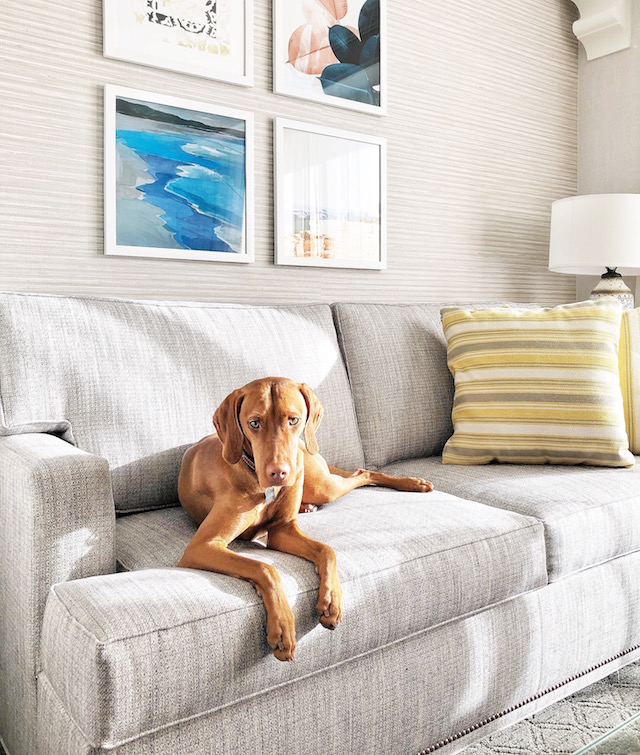 Vizsla puppy | Hyatt Regency Huntington Beach
